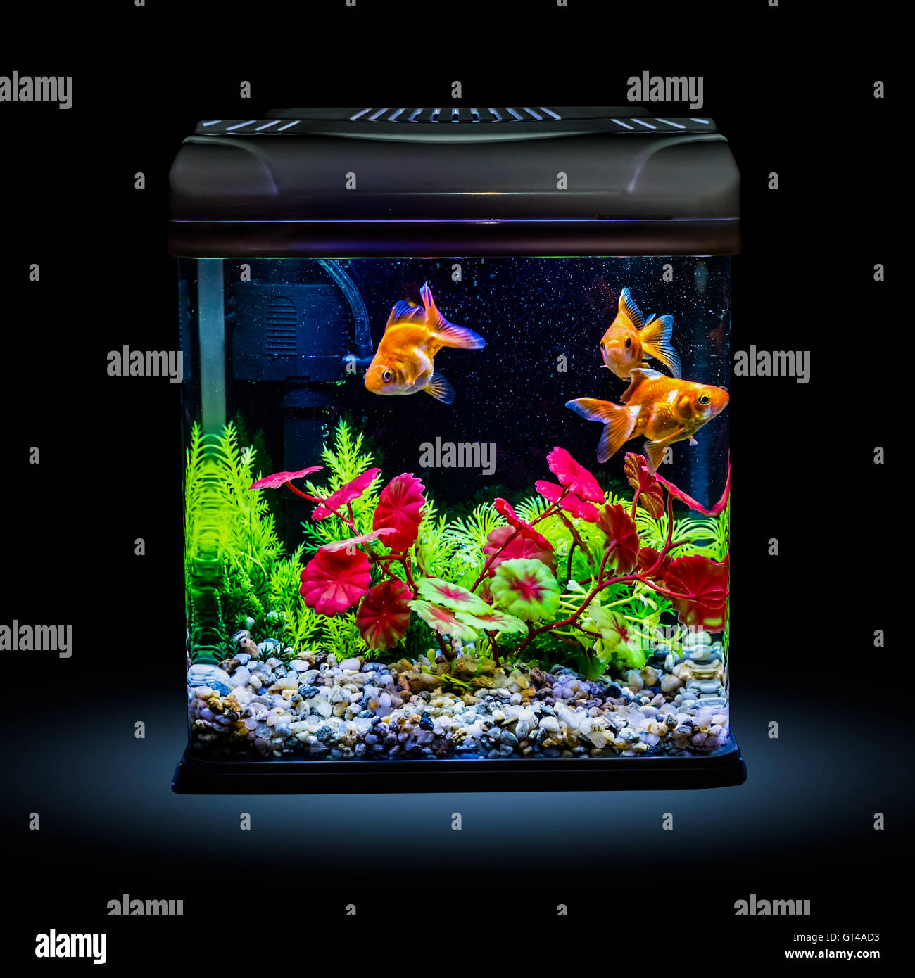Goldfish in a night illuminated aquarium Stock Photo Alamy