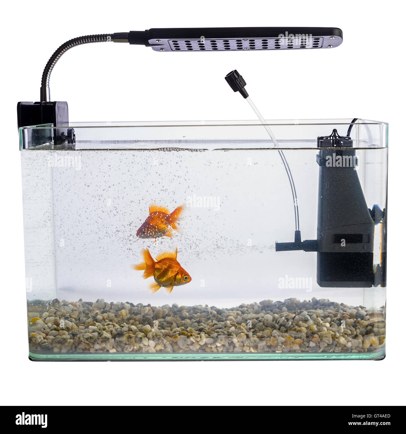 View of Goldfish in a daylight water tank (aquarium Stock Photo - Alamy