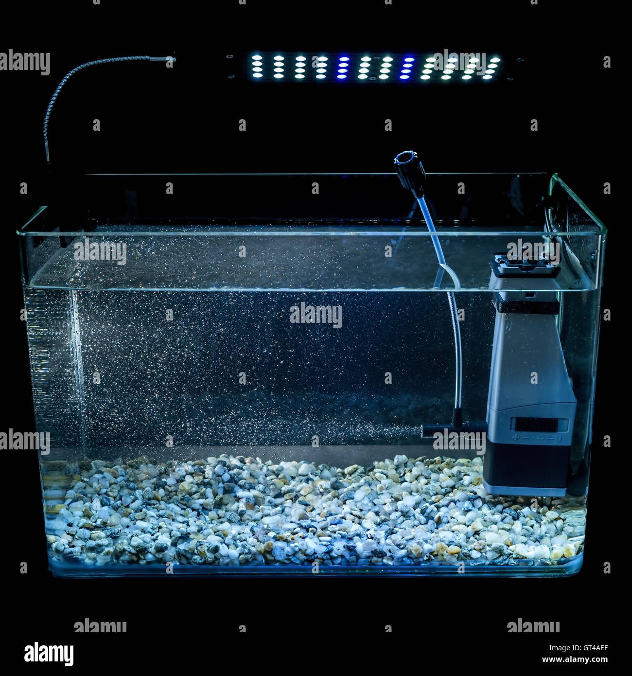 Goldfish in a night illuminated aquarium Stock Photo Alamy