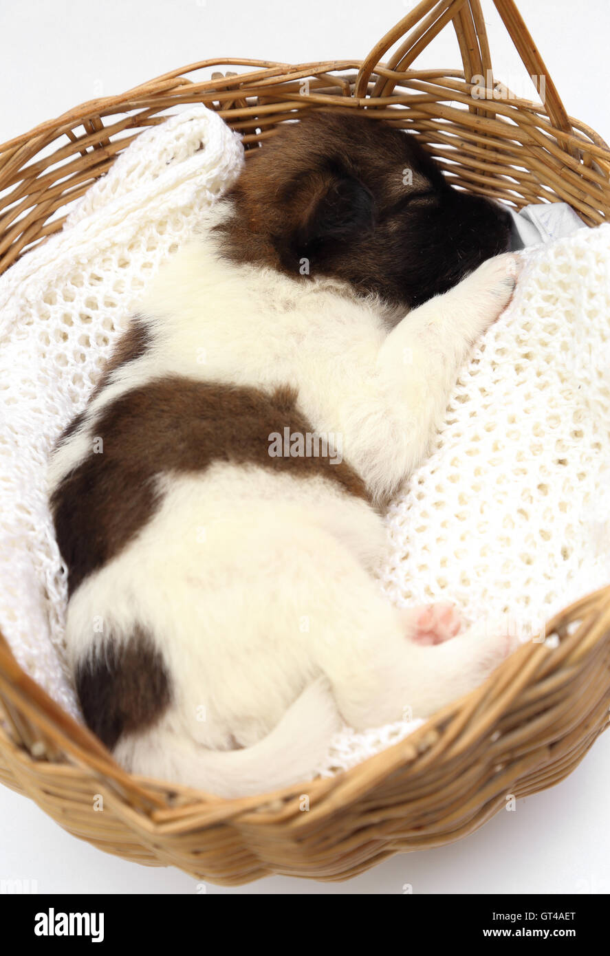 little puppy sleeping in basket Stock Photo - Alamy