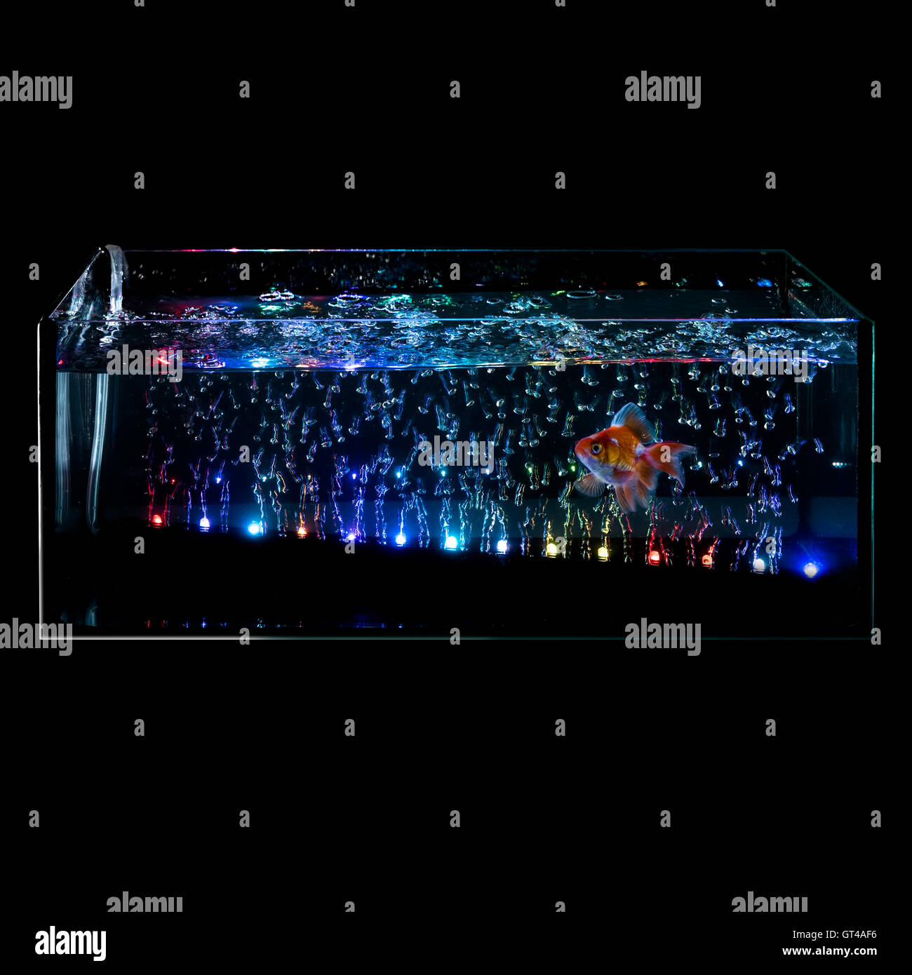 Goldfish in a night illuminated aquarium Stock Photo Alamy