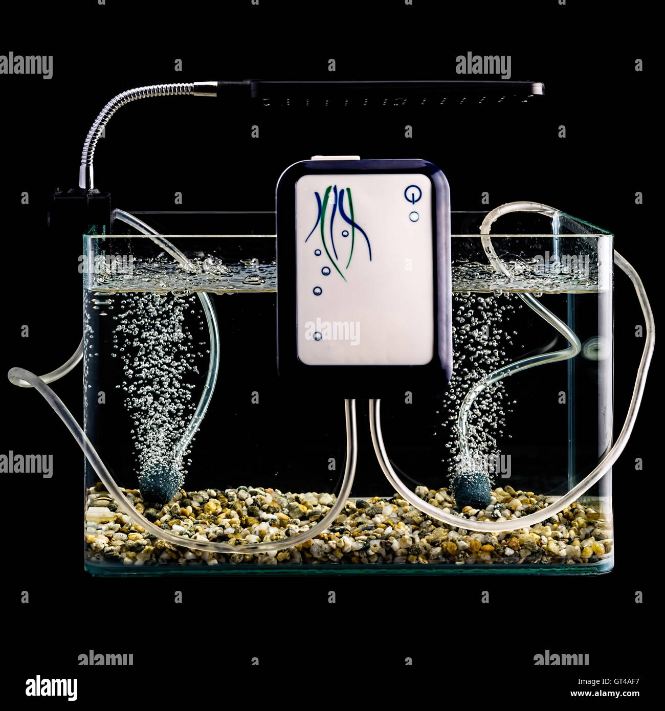 Goldfish in a night illuminated aquarium Stock Photo Alamy