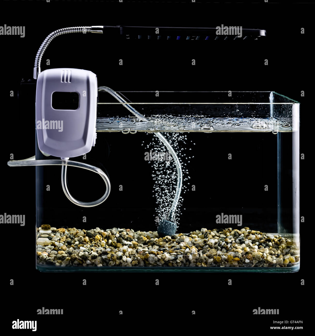 Goldfish in a night illuminated aquarium Stock Photo Alamy