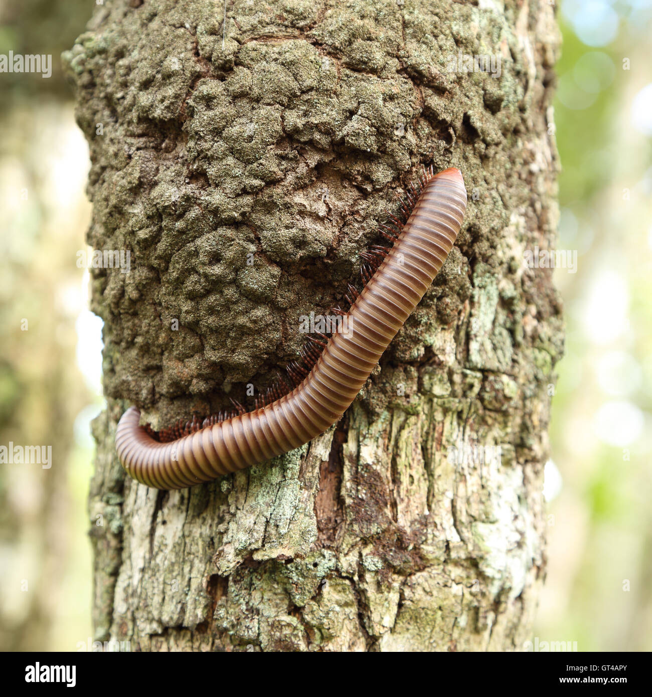 millipede climbing on tree Stock Photo