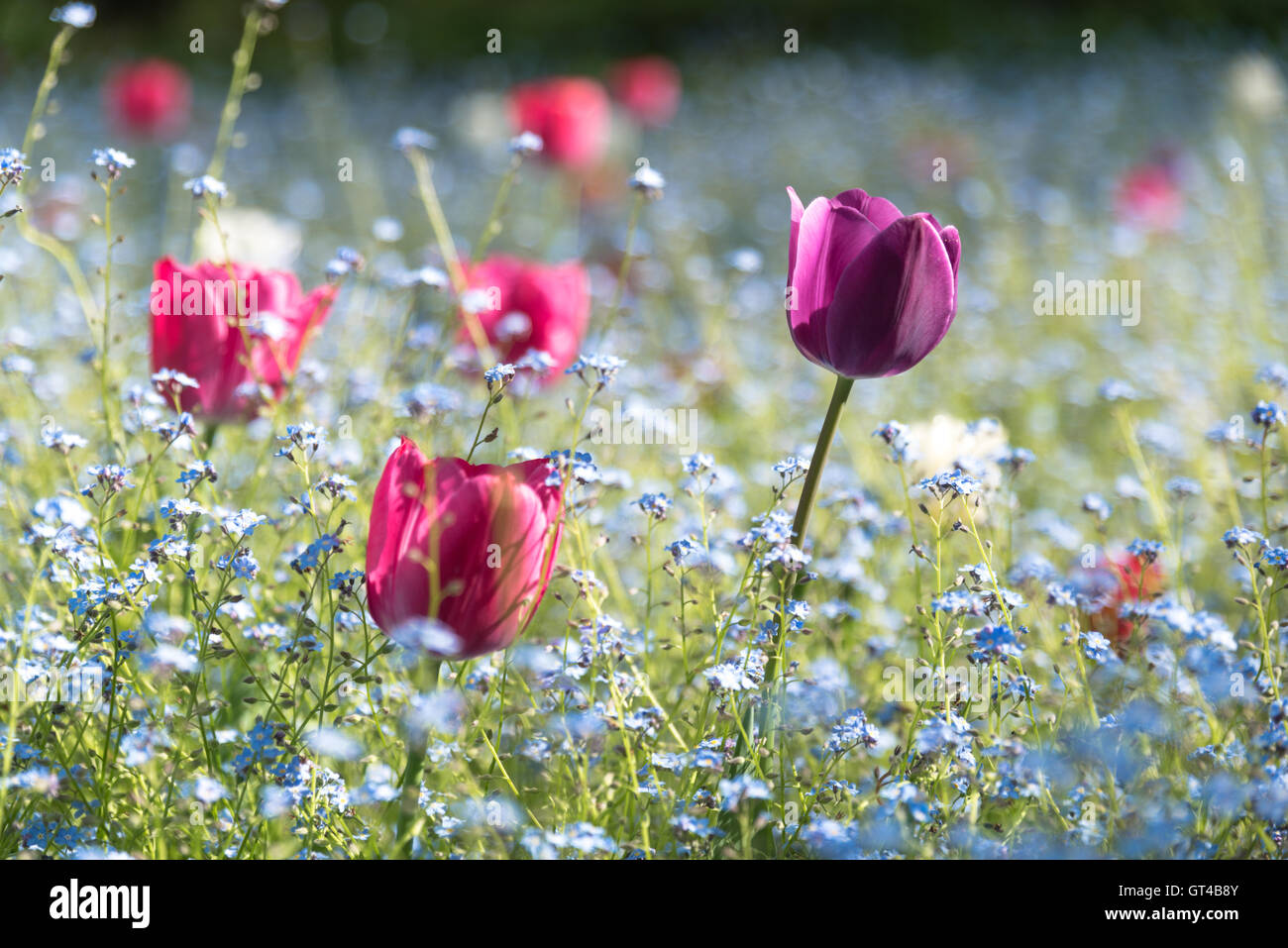 Colorful tulips in a field of flowers Stock Photo Alamy