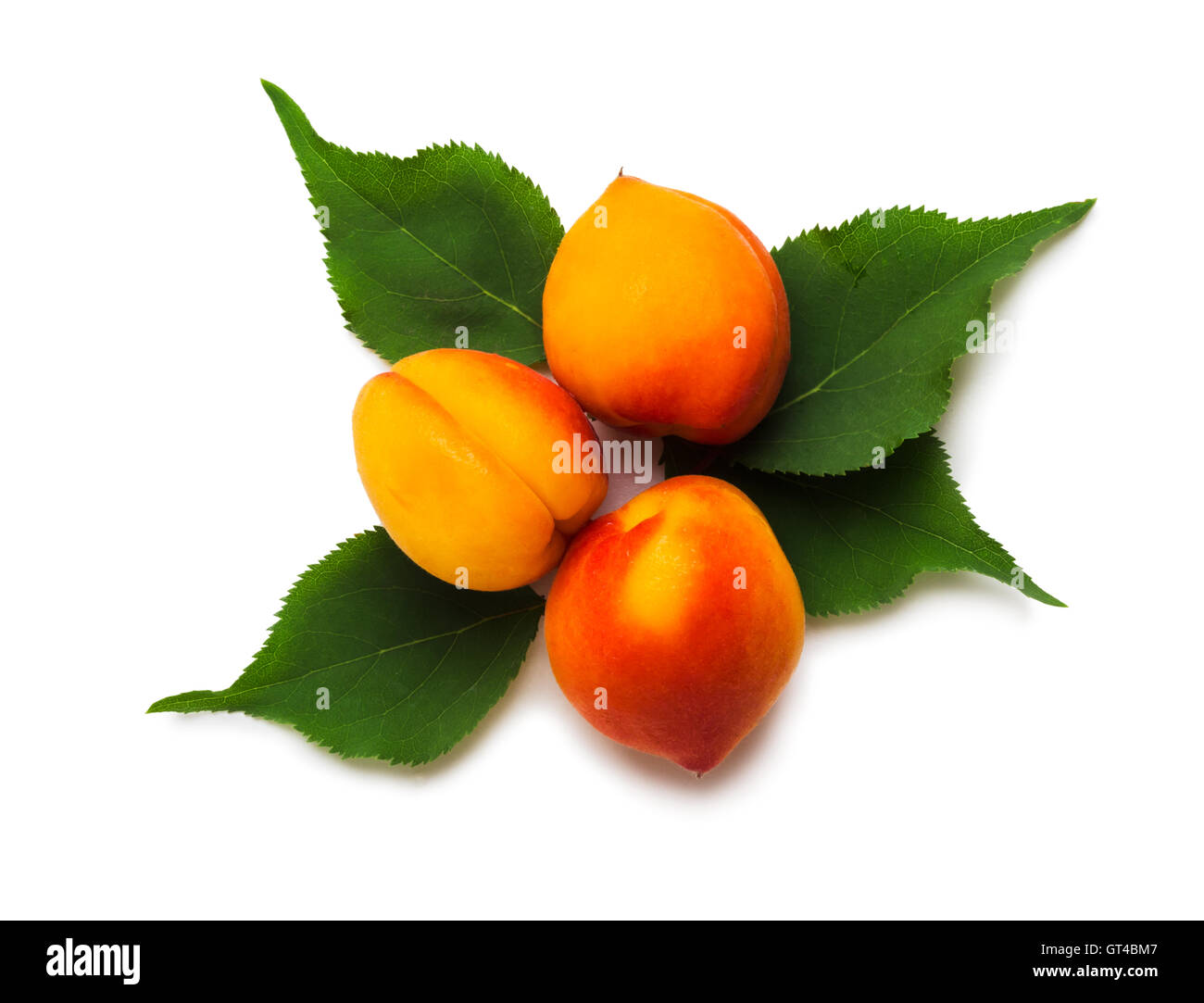 Sweet bright apricots with leaves on a white background Stock Photo