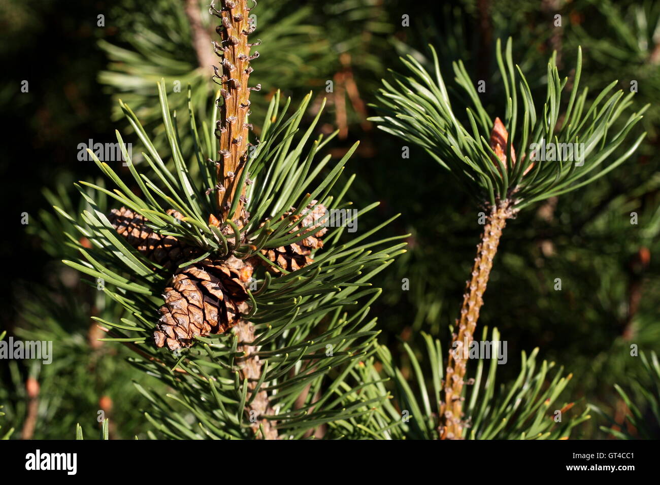 Pinus mugo cones Stock Photo