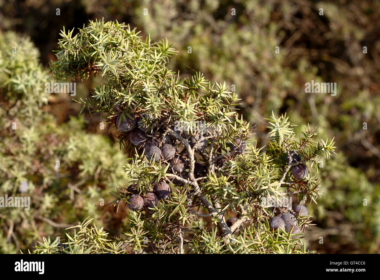 cade, Juniperus oxycedrus Stock Photo - Alamy