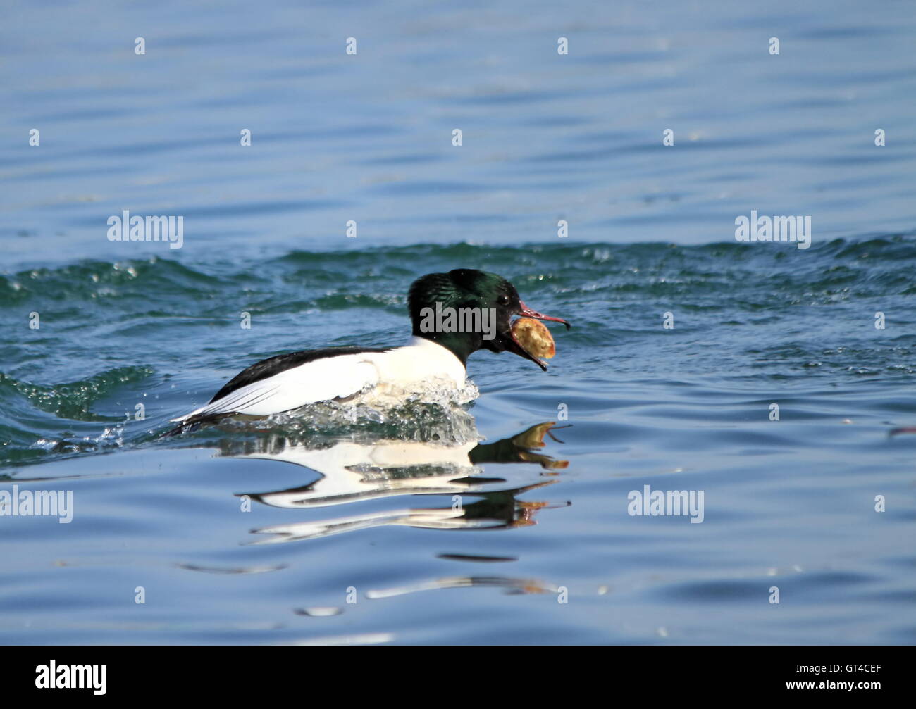 Male goosander duck eating bread Stock Photo Alamy