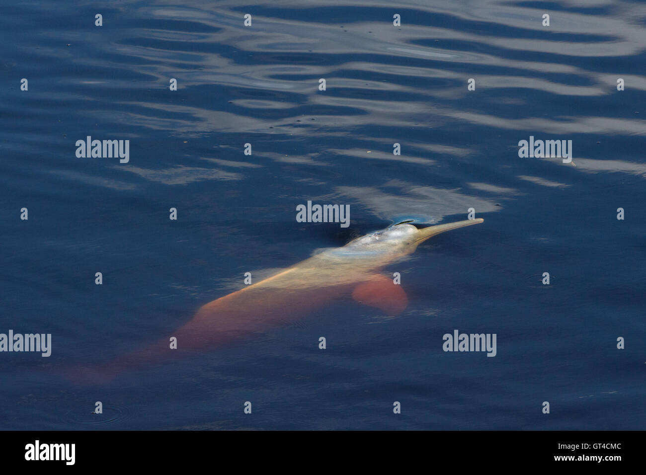 Pink river dolphin surfacing in the Amazon of Peru Stock Photo