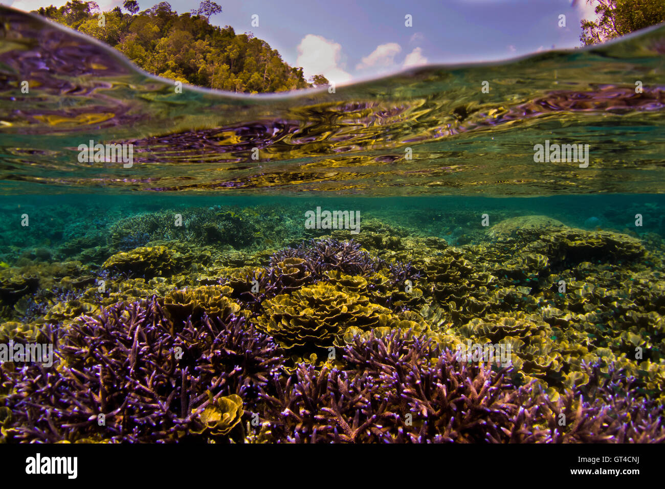 Pristine coral reef in Raja Ampat, Indonesia Stock Photo