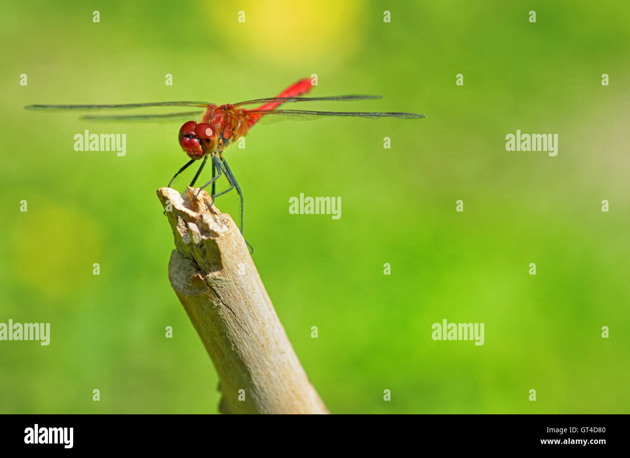 red dragonfly sitting on a twig Stock Photo - Alamy