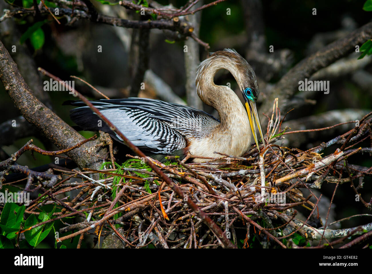 Female Anhinga arranges twigs while sitting on her nest incubating eggs ...