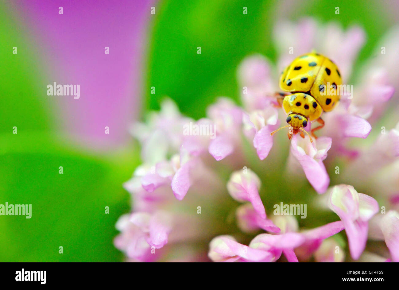 yellow ladybug on pink flower Stock Photo Alamy