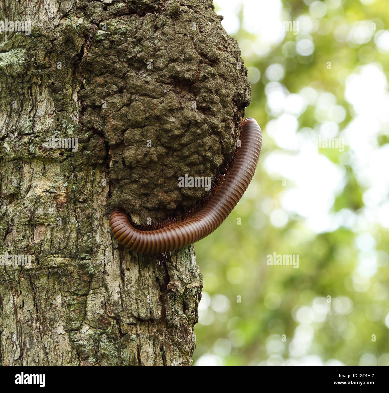 millipede climbing on tree Stock Photo Alamy