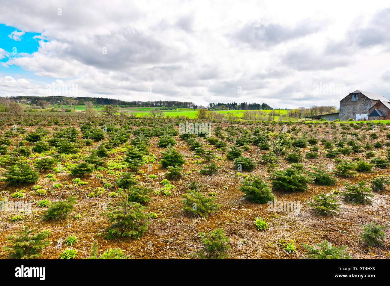 Green line christmas trees hi-res stock photography and images - Alamy