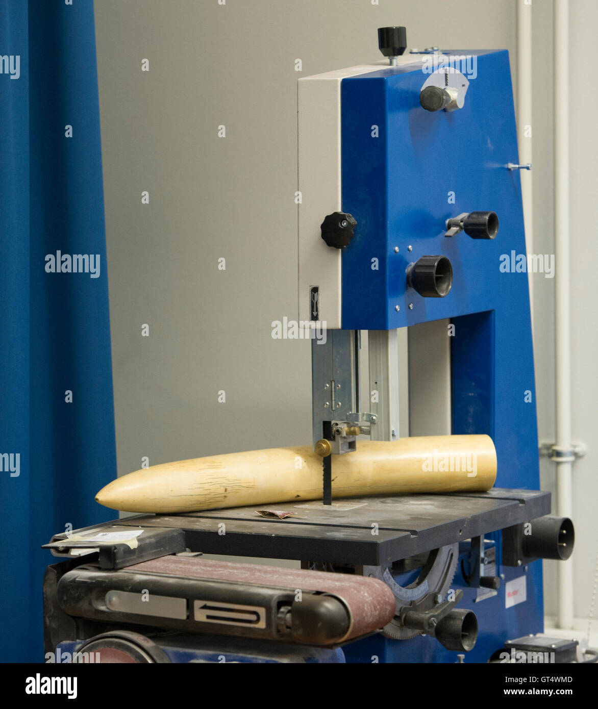 Berlin, Germany. 9th Sep, 2016. A secured elephant tusk lying on a machine during a press conference of the Office for Customs Investigation Berlin-Brandenburg in Berlin, Germany, 9 September 2016. The customs investigators secured more than a ton of partially raw ivory during different operations. The secured objects sum up to the biggest amount of ivory ever secured in Germany. PHOTO: PAUL ZINKEN/dpa/Alamy Live News Stock Photo