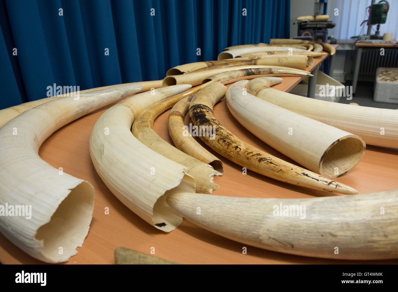 Berlin, Germany. 9th Sep, 2016. Secured elephant tusks can be seen during a press conference of the Office for Customs Investigation Berlin-Brandenburg in Berlin, Germany, 9 September 2016. The customs investigators secured more than a ton of partially raw ivory during different operations. The secured objects sum up to the biggest amount of ivory ever secured in Germany. PHOTO: PAUL ZINKEN/dpa/Alamy Live News Stock Photo