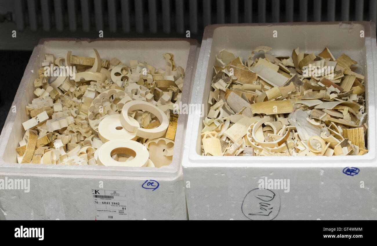 Berlin, Germany. 9th Sep, 2016. Secured ivory leftovers can be seen during a press conference of the Office for Customs Investigation Berlin-Brandenburg in Berlin, Germany, 9 September 2016. The customs investigators secured more than a ton of partially raw ivory during different operations. The secured objects sum up to the biggest amount of ivory ever secured in Germany. PHOTO: PAUL ZINKEN/dpa/Alamy Live News Stock Photo