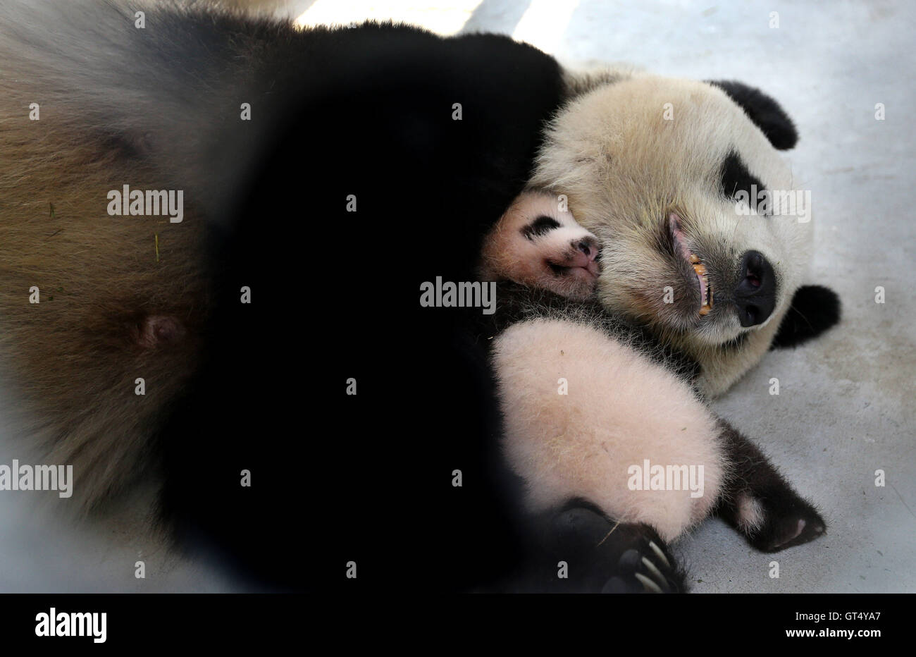 Поставь панда 4. Панда с детёнышем. Рождение панды. Красная Панда детеныш. Панда с детенышем фото.