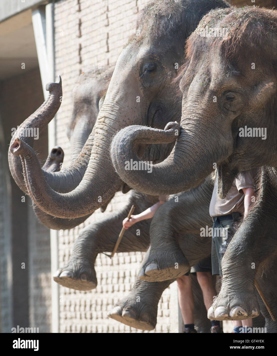 Berlin, Germany. 9th Sep, 2016. Elephants lift their trunks during the