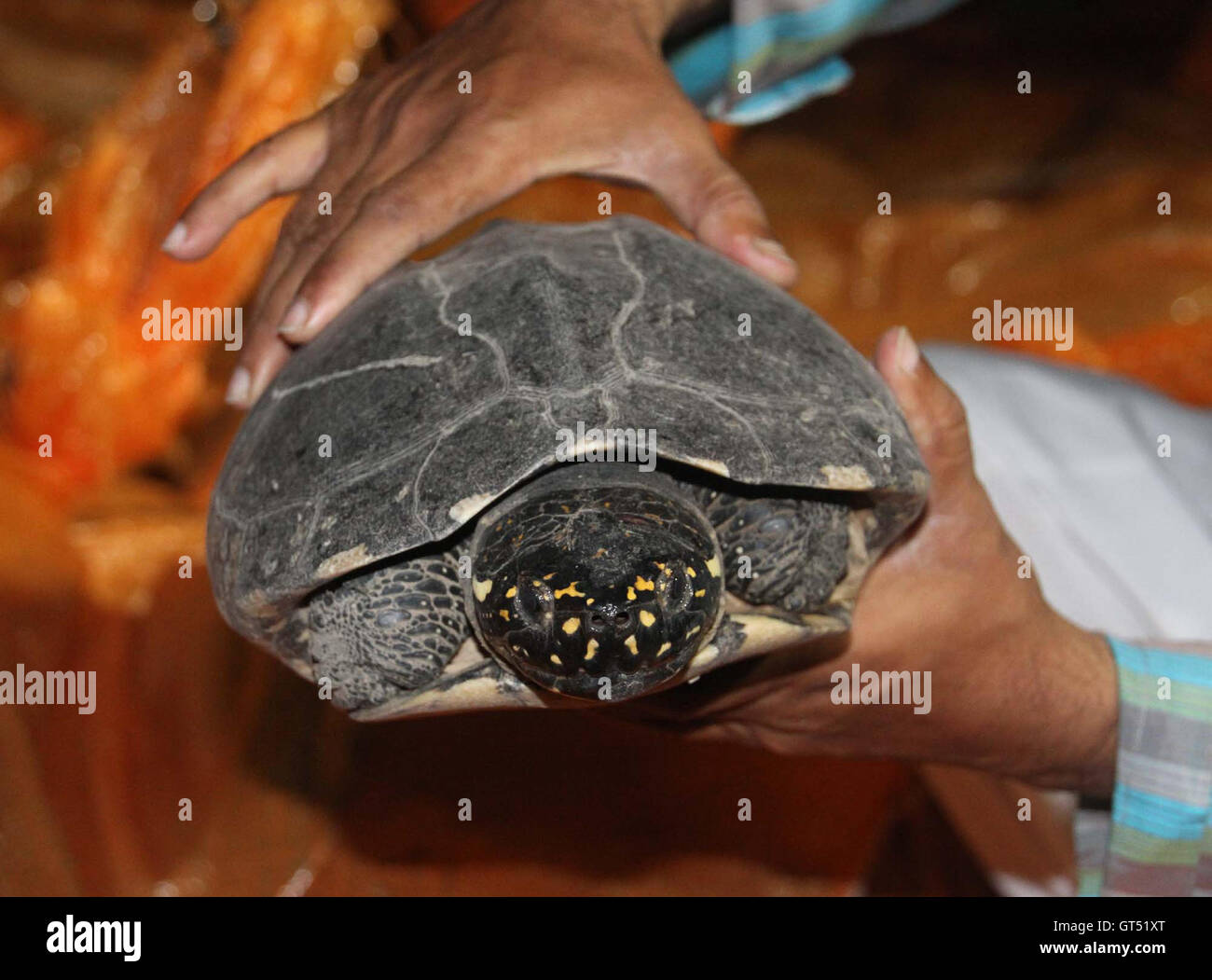 Turtles Of Pakistan High Resolution Stock Photography and Images - Alamy
