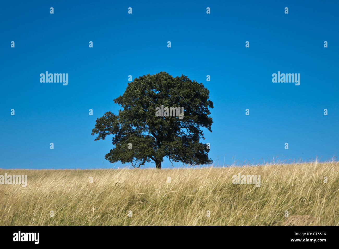 lone tree on hill blue sky Stock Photo