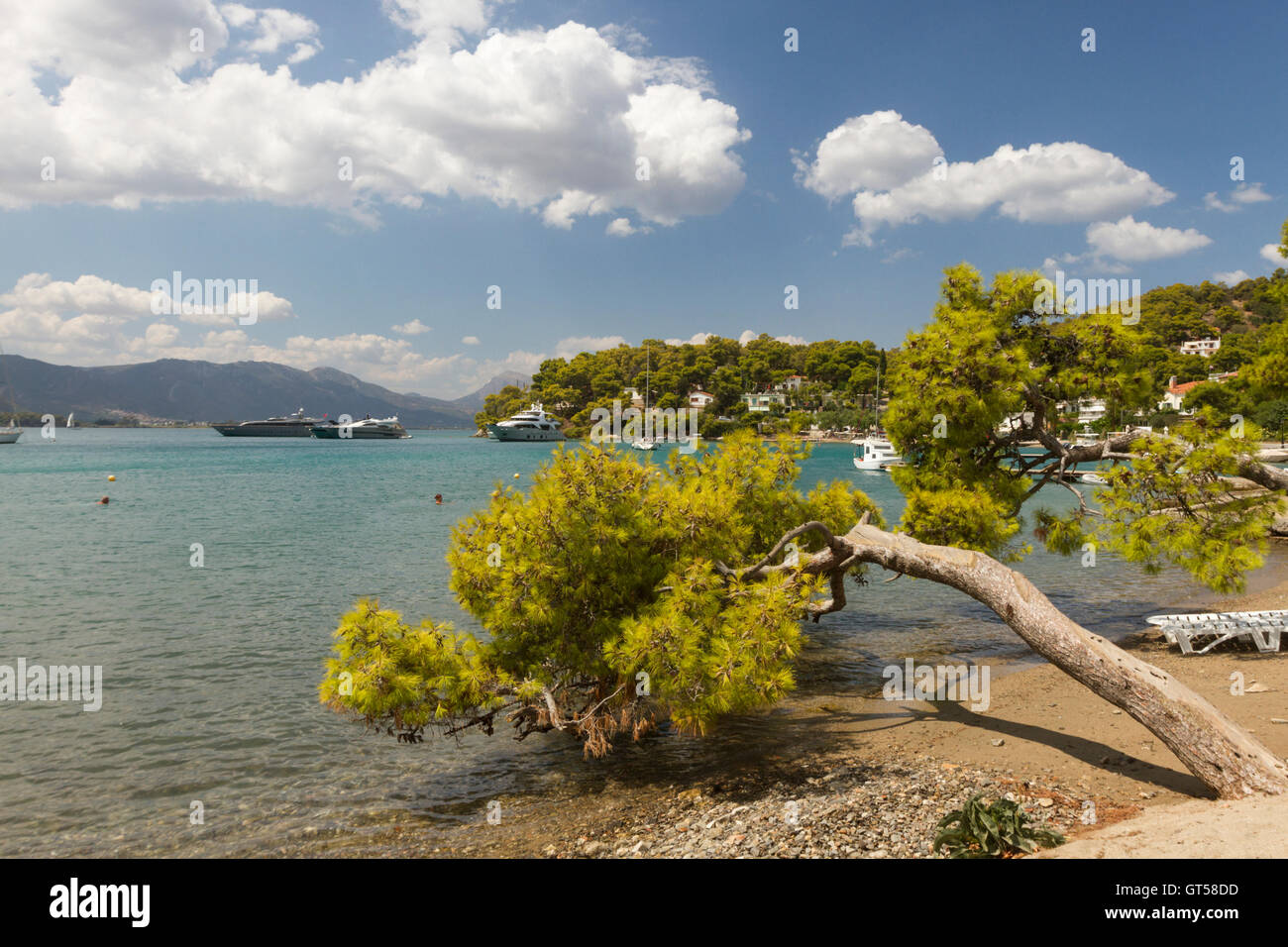 Pine tree nearly touches the sea at the shore Neorion of Poros island, Greece. Stock Photo
