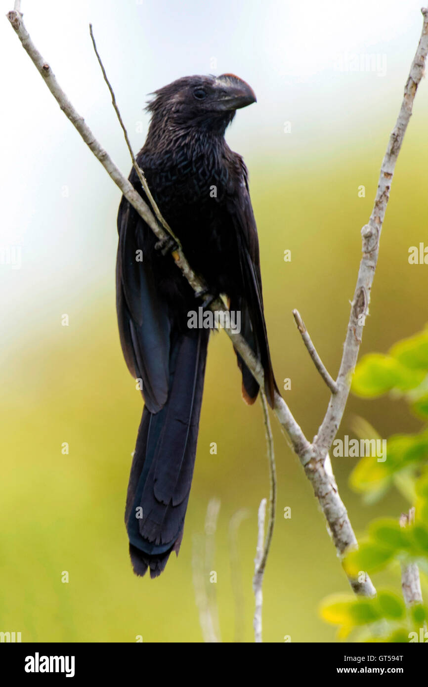 Smooth-billed Ani on a dead limb in South Florida Stock Photo