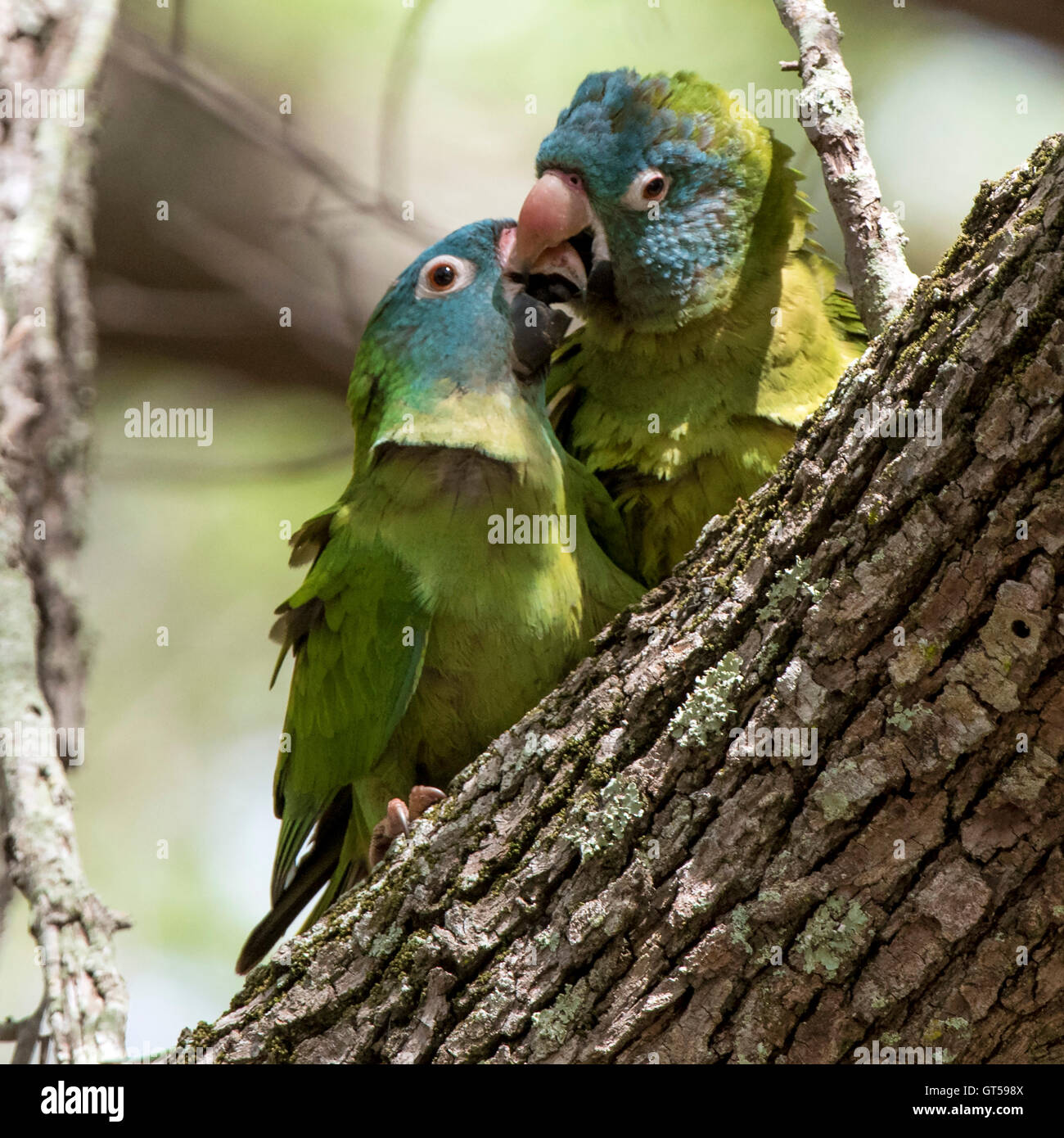 Love BIrds giving each other a kiss. Stock Photo