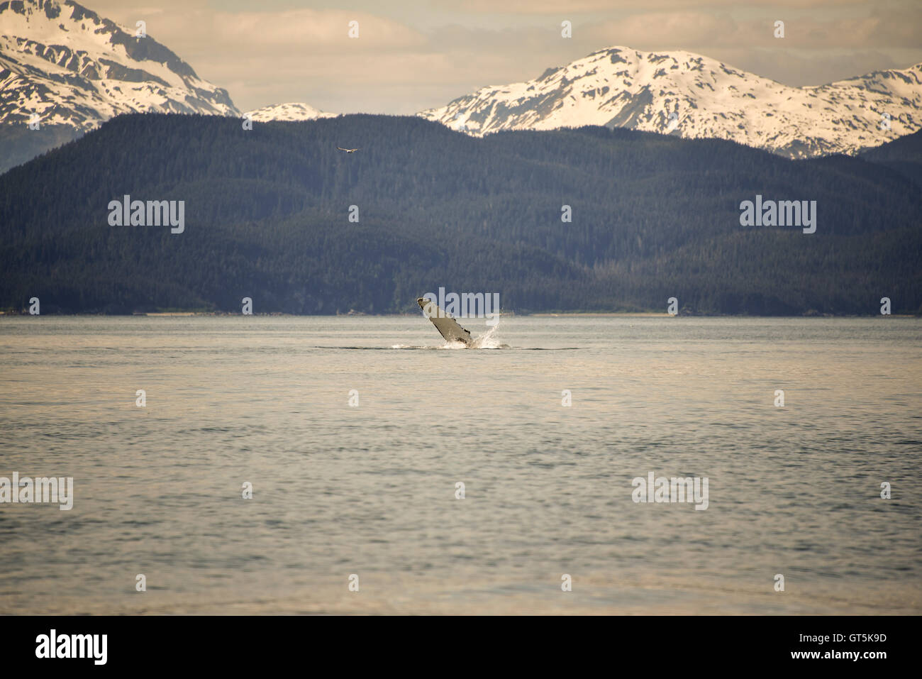 Fluke humpback whale alaska hi-res stock photography and images - Alamy