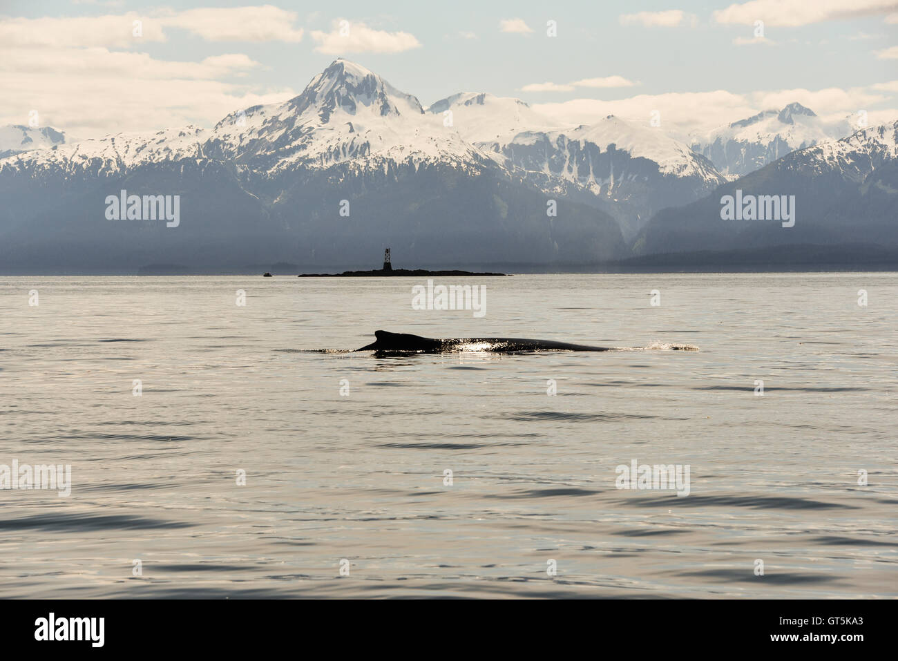 Fluke humpback whale alaska hi-res stock photography and images - Alamy