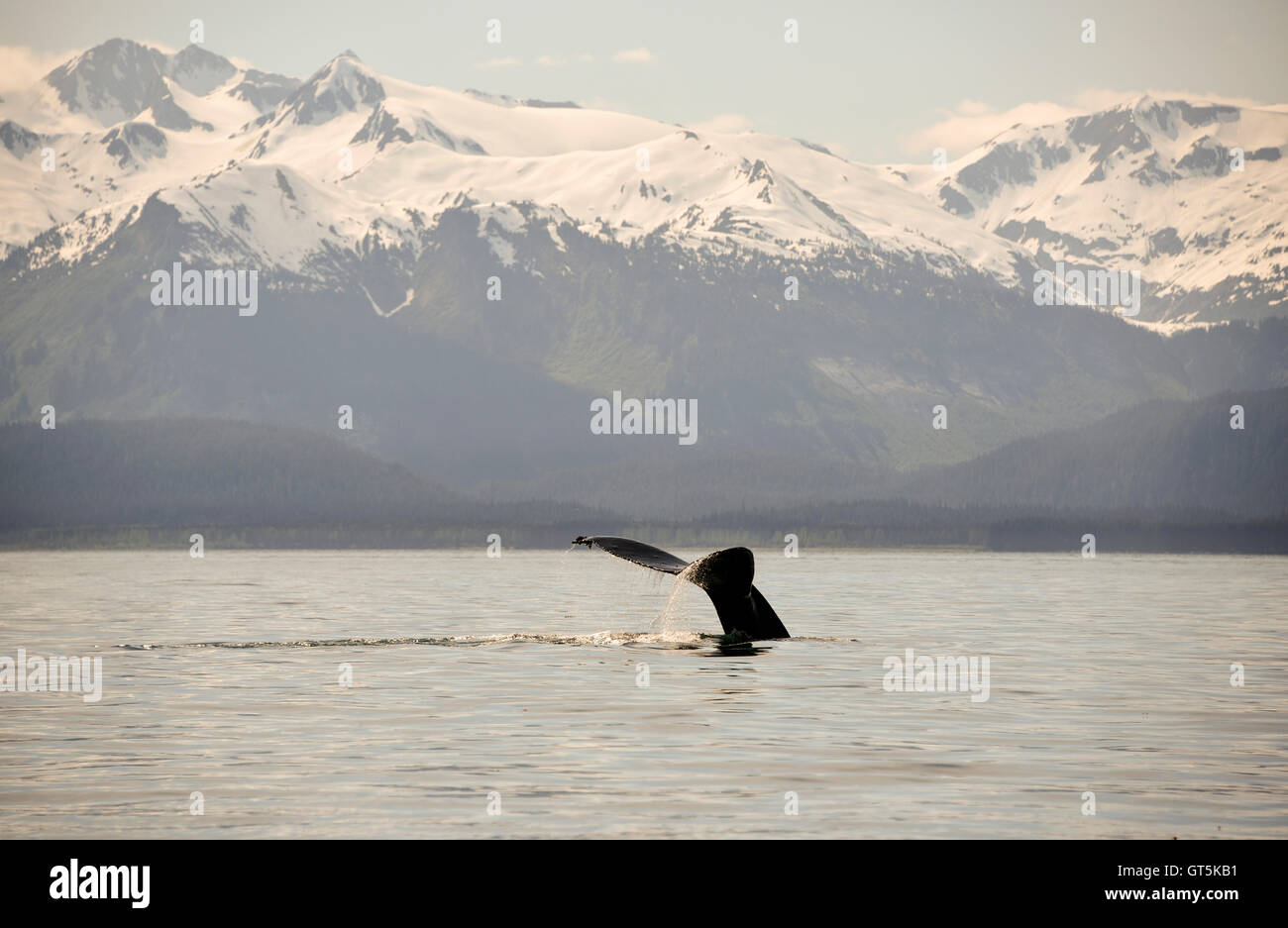 Fluke humpback whale alaska hi-res stock photography and images - Alamy