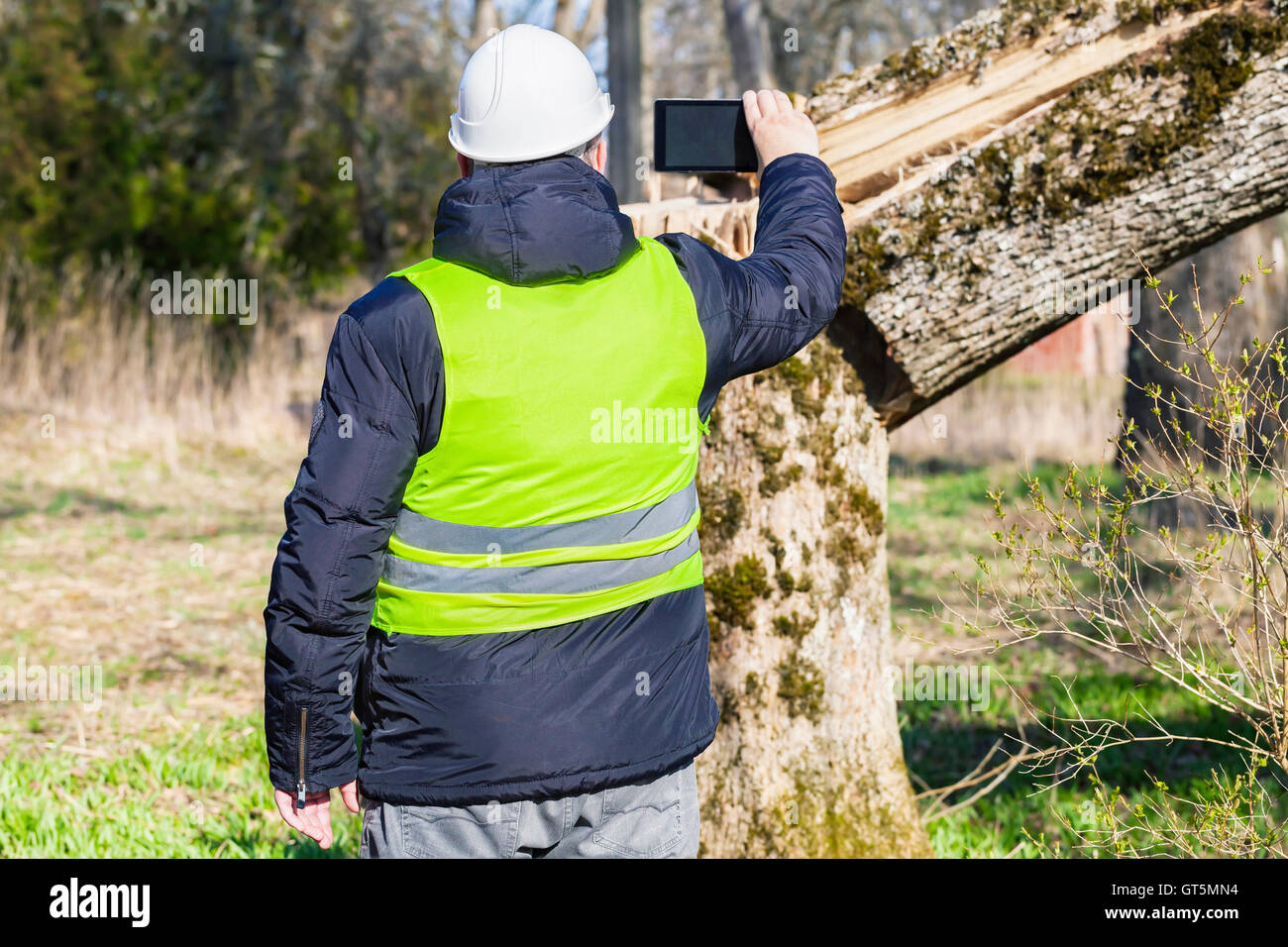 Worker take picture on tablet PC near fallen tree Stock Photo