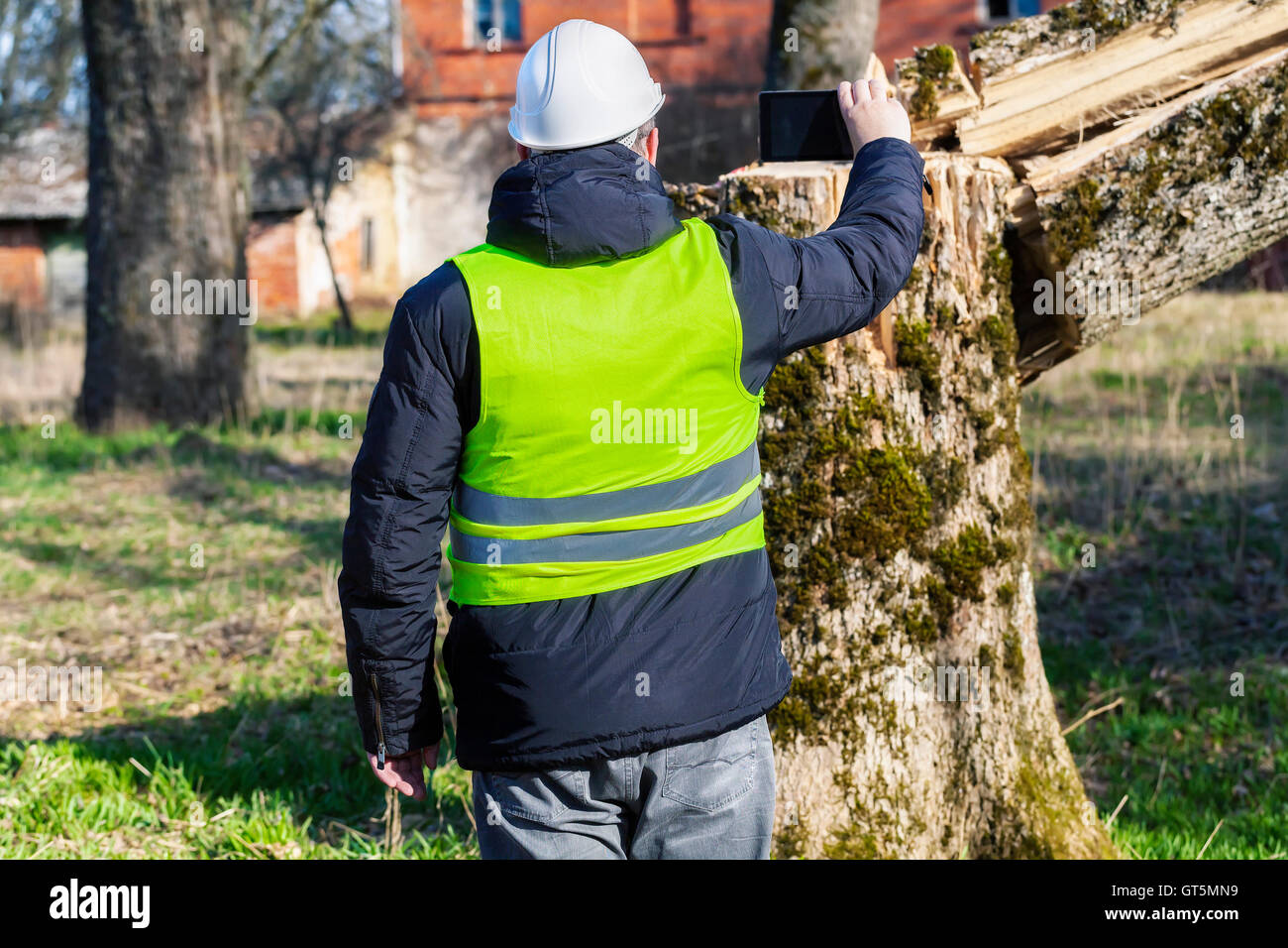 Worker using tablet PC near to fallen tree in the yard Stock Photo