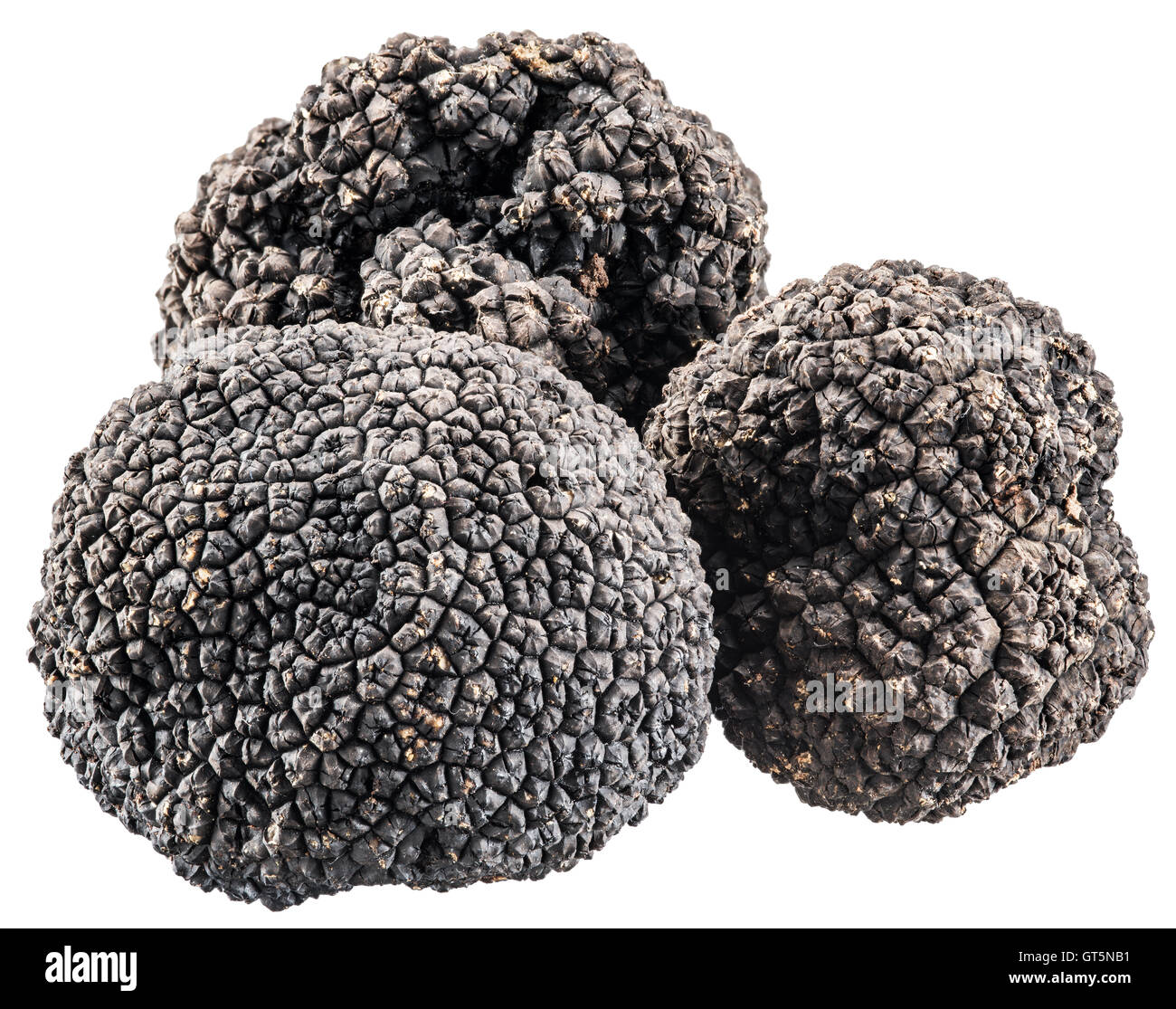 Black truffles. File contains clipping paths. Stock Photo