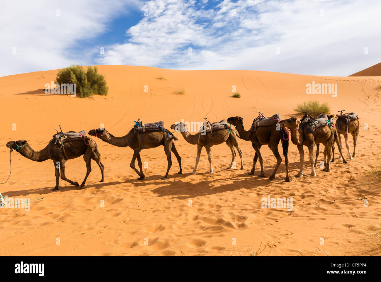 camels are in the dunes, Sahara desert Stock Photo - Alamy