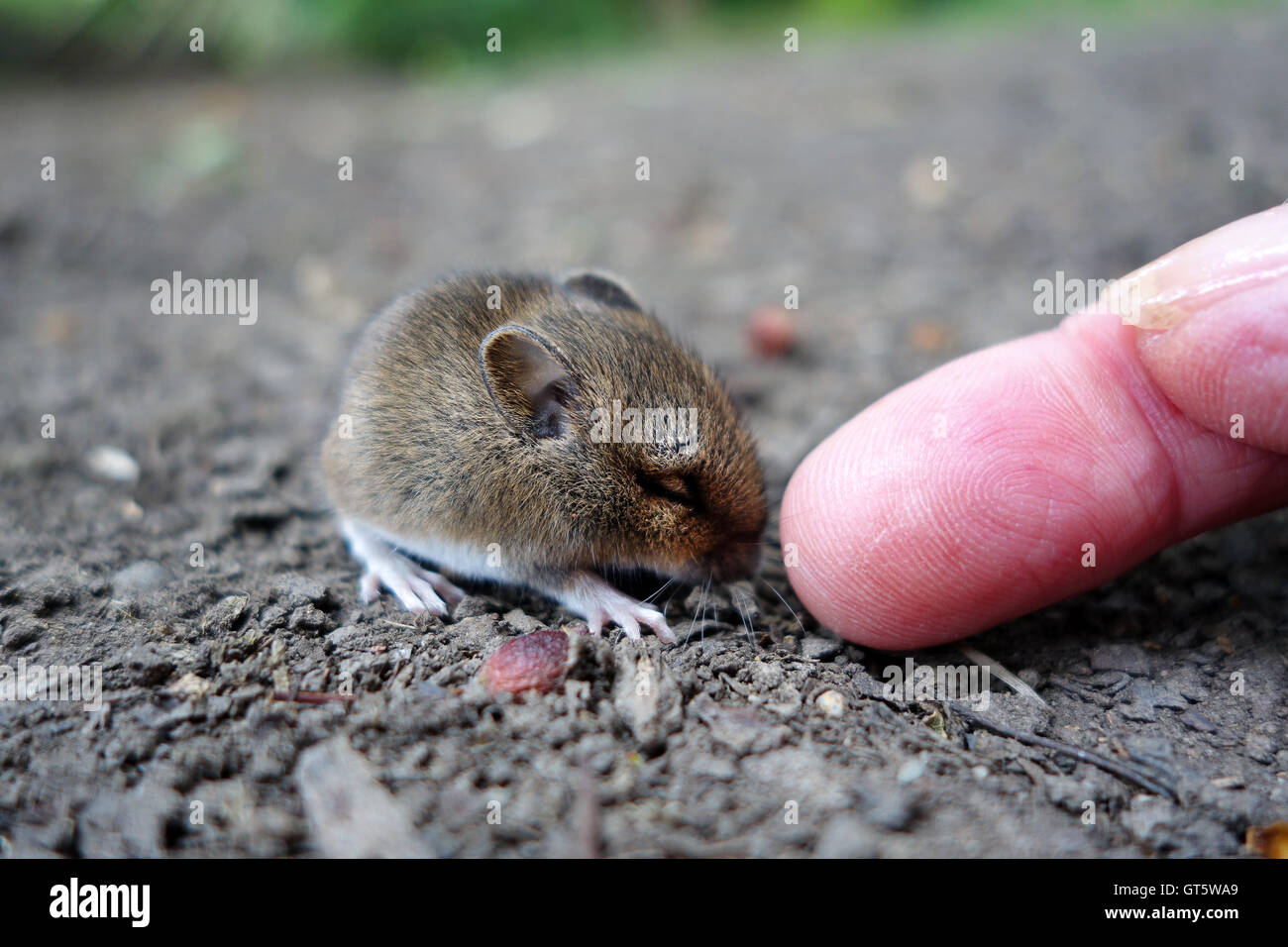 Wood or Long Tail Field Mouse sleeping being touched by human finger tip Uk Stock Photo