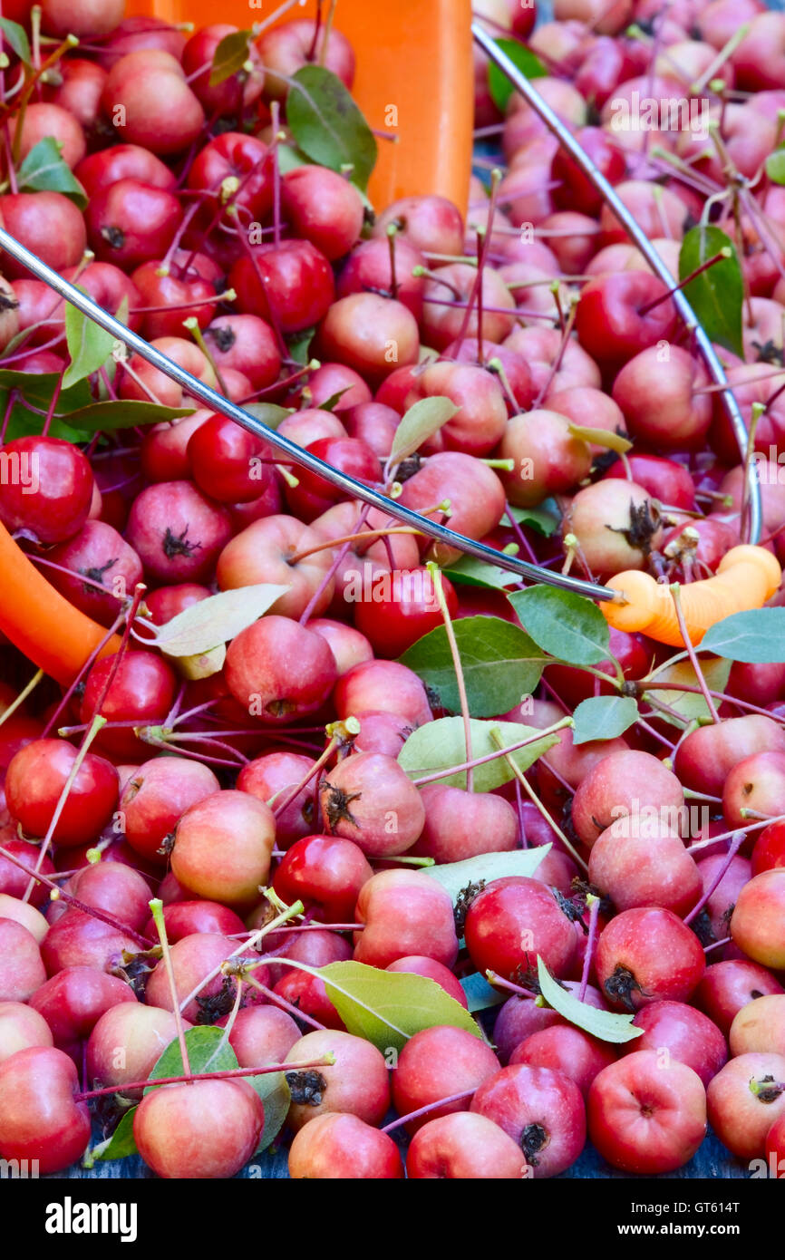 Wild Apples Stock Photos & Wild Apples Stock Images Alamy
