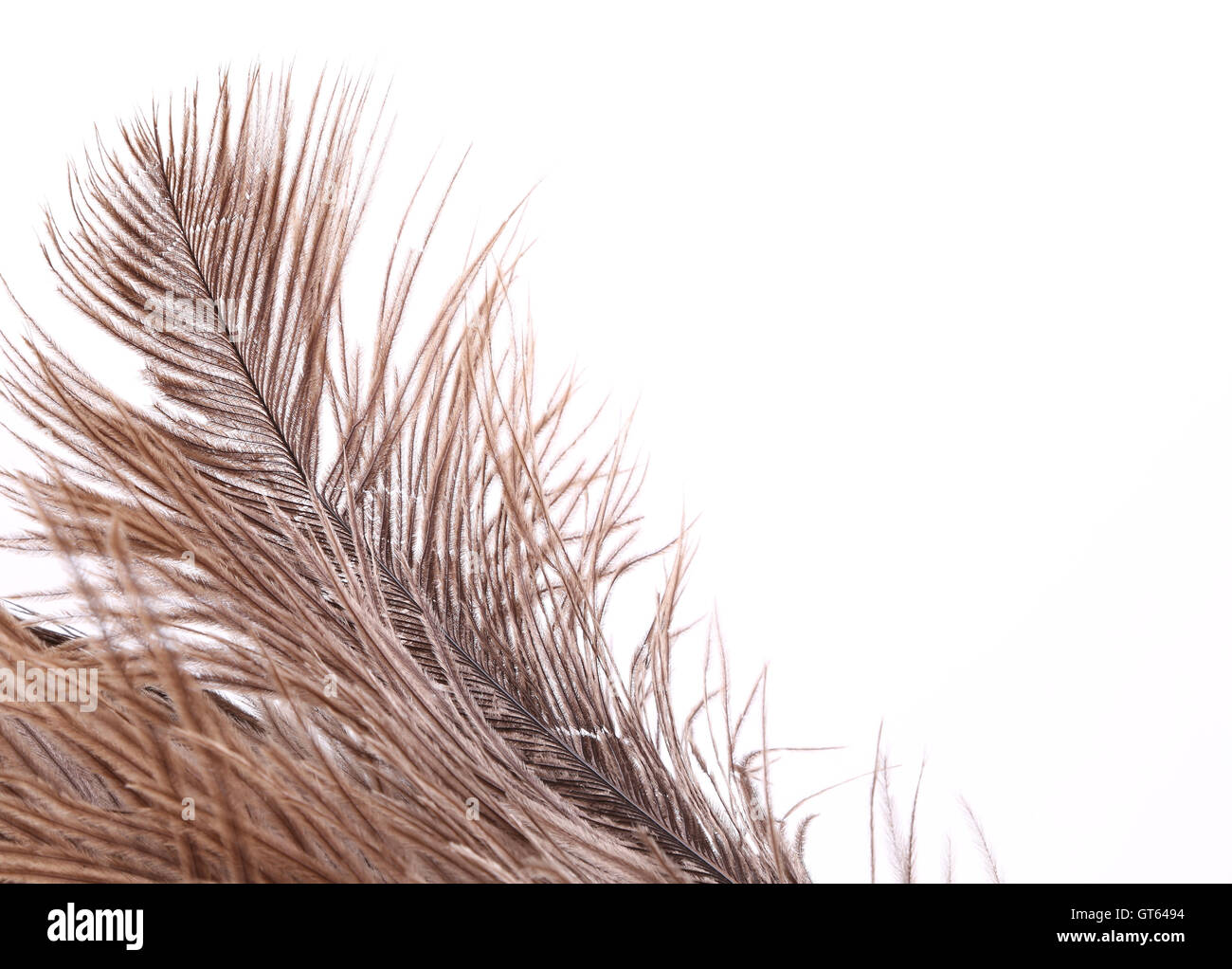 Brown feathers half background Stock Photo - Alamy