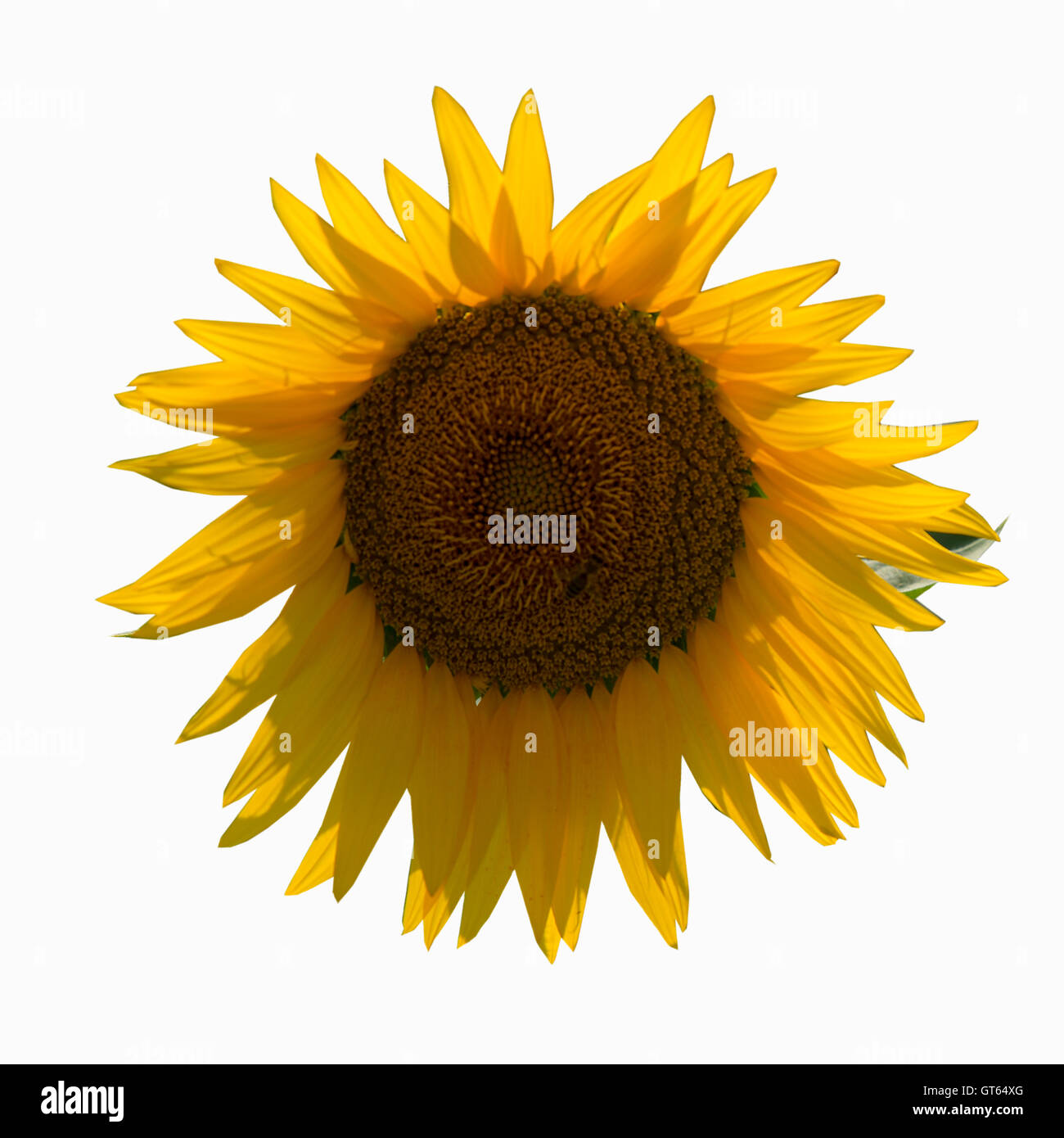 Green field blue sky sun Cut Out Stock Images Pictures Alamy