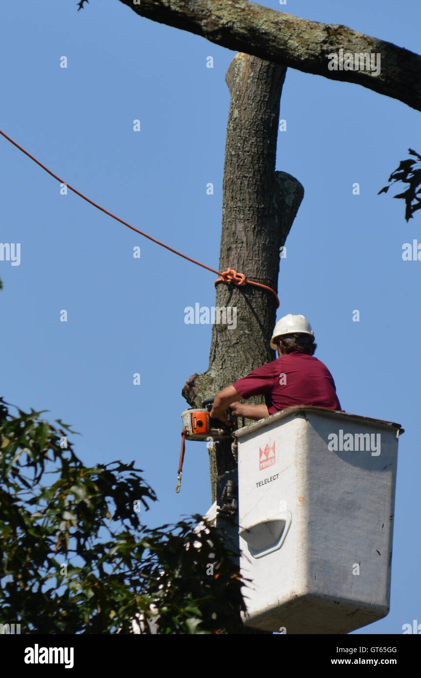 A worker in a bucket truck cuts part of a tree trunk with a chainsaw to remove the tree. Stock Photo