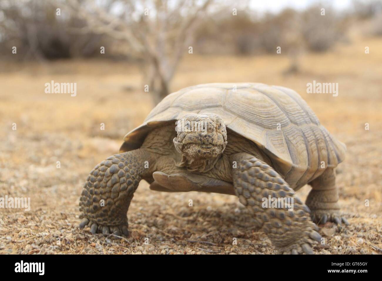 A desert tortoise in the Mojave Desert, California. Desert tortoise