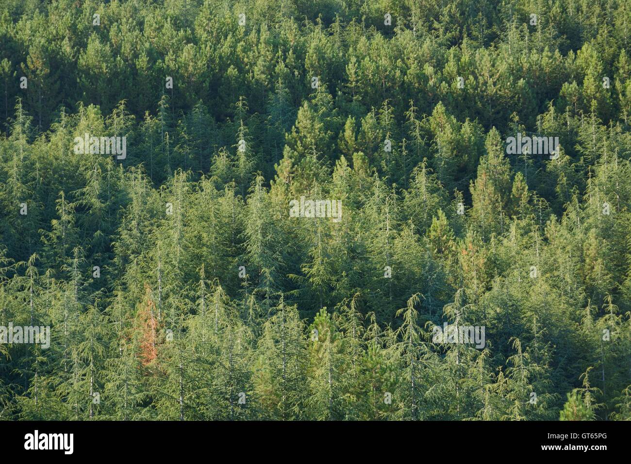 tree lone yellowed in the middle of an expanse of green trees.concept Stock Photo