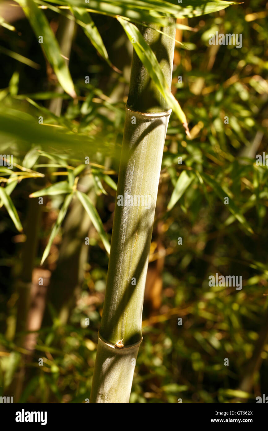 golden bamboo  - phyllostachys aurea upward growing canes in a bed of bamboo Stock Photo