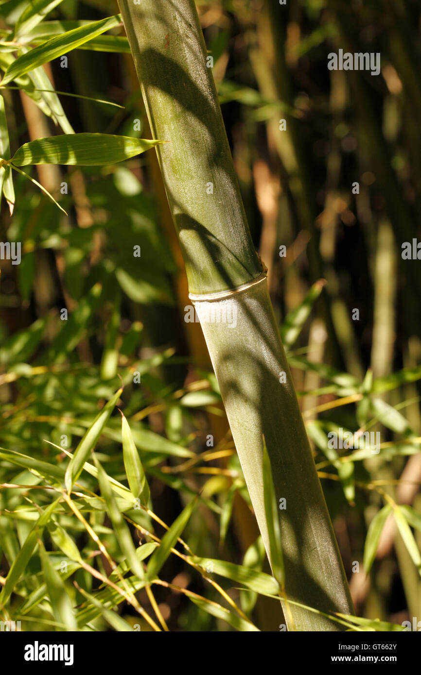 golden bamboo phyllostachys aurea upward growing canes in a bed of bamboo Stock Photo Alamy