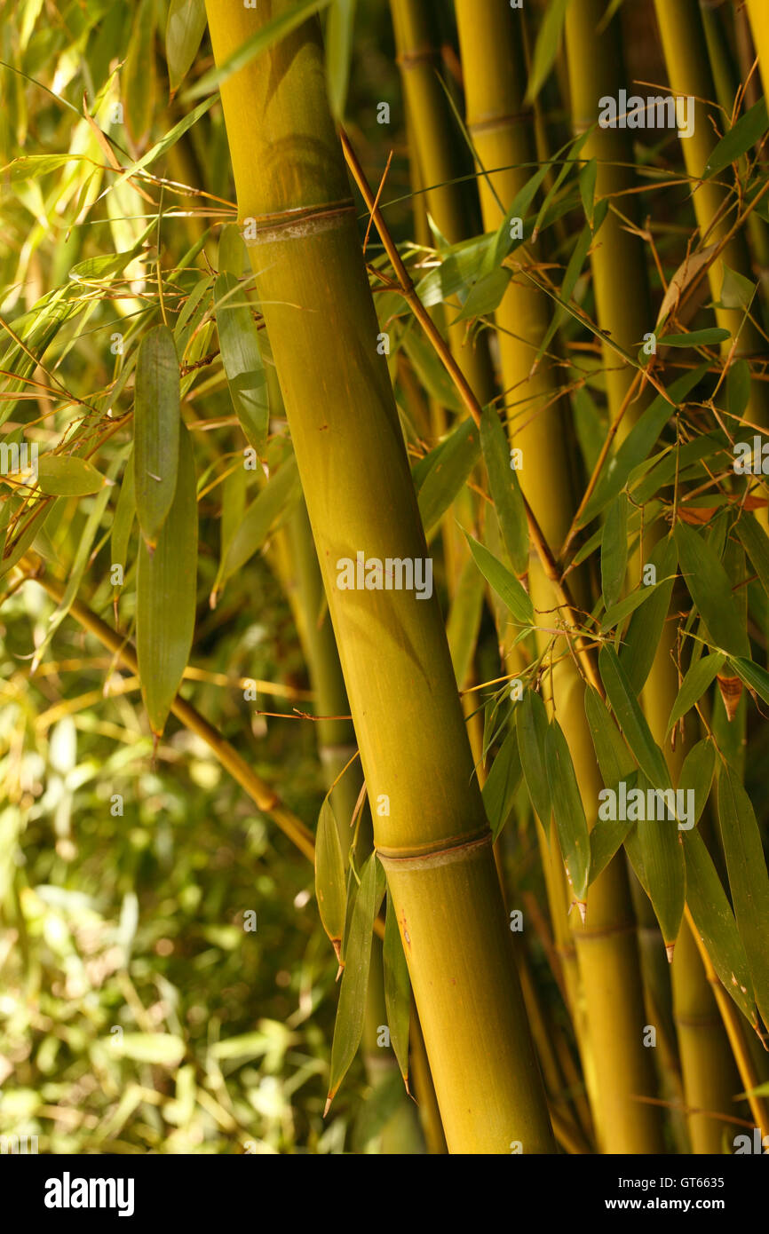 golden bamboo phyllostachys aurea upward growing canes in a bed of