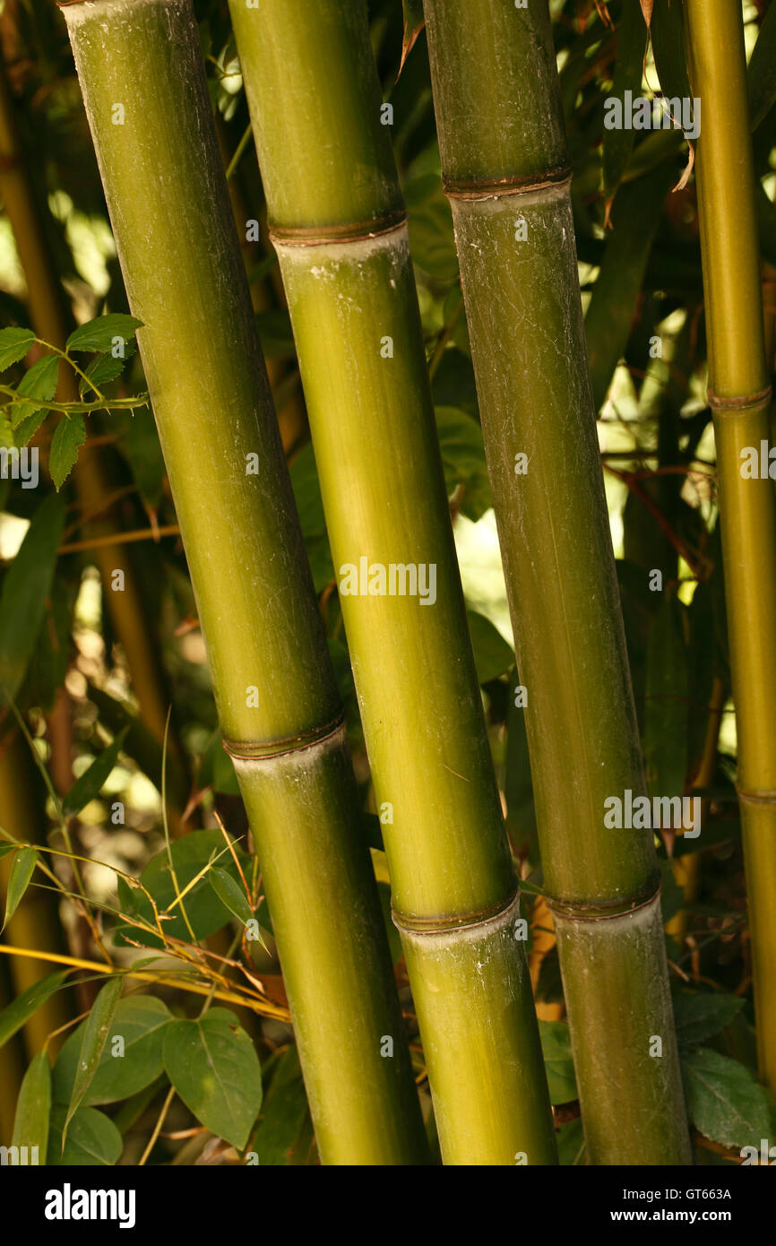 golden bamboo phyllostachys aurea upward growing canes in a bed of bamboo Stock Photo Alamy