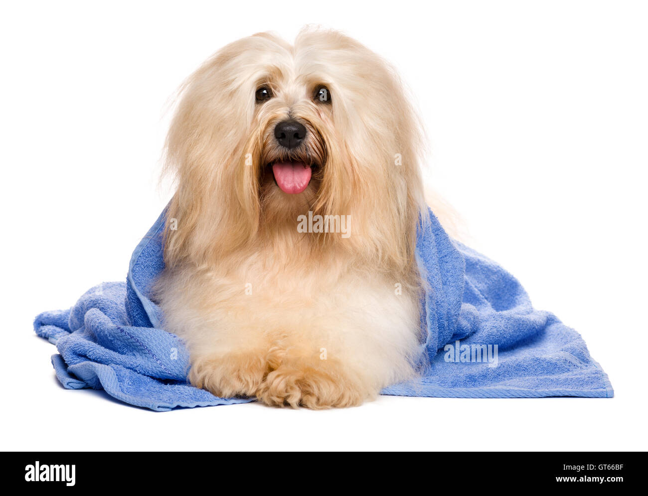 Beautiful reddish havanese dog after bath lying in a blue towel Stock Photo