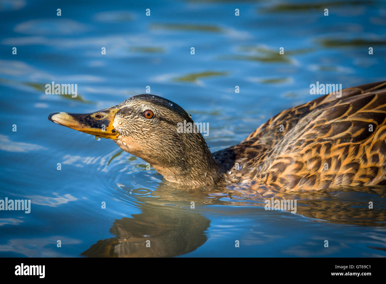 Duck eye close up hi-res stock photography and images - Alamy